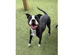 Adopt Maya (in foster) a Pit Bull Terrier, Mixed Breed