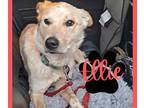 Adopt Ellie a Yellow Labrador Retriever, Shepherd