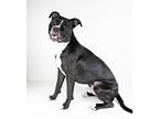Loki, American Pit Bull Terrier For Adoption In Dublin, California