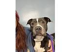 Abbey, American Staffordshire Terrier For Adoption In Sierra Madre, California