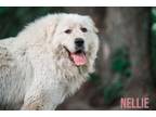 Adopt Nellie -Big Friendly Girl- Bonded Pair- Foster Needed a Great Pyrenees