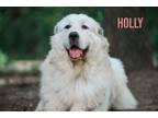 Adopt Hollie - Big Friendly Girl- Bonded Pair- Foster Needed a Great Pyrenees