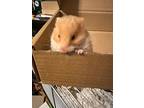 Crostini, Hamster For Adoption In Faribault, Minnesota