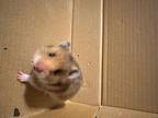 Panini, Hamster For Adoption In Faribault, Minnesota