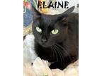 Elaine, Domestic Shorthair For Adoption In Mooresville, North Carolina