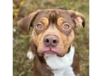 Winston, American Pit Bull Terrier For Adoption In Mt. Gilead, Ohio