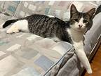 Nelson, Domestic Mediumhair For Adoption In Pitman, New Jersey