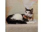 Bella, Domestic Shorthair For Adoption In West Chester, Pennsylvania