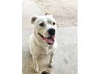 Cooper, American Pit Bull Terrier For Adoption In Grand Terrace, California