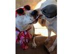 Mac & Babe (bonded Pair), American Staffordshire Terrier For Adoption In Pena
