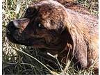 Abby, Chesapeake Bay Retriever For Adoption In Inez, Kentucky