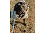 Eloise, American Staffordshire Terrier For Adoption In Phenix City, Alabama