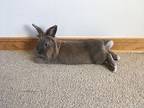 Forever In Our Care: Mochi, Lop-eared For Adoption In Harrisburg, Pennsylvania