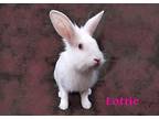 Lottie, Lionhead For Adoption In Harrisburg, Pennsylvania