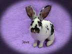 Java, Other/unknown For Adoption In Harrisburg, Pennsylvania
