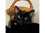 Catan, Domestic Shorthair For Adoption In Battle Creek, Michigan