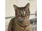 Tiger, Domestic Shorthair For Adoption In Battle Creek, Michigan