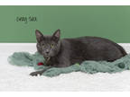 Grey Sea, Domestic Shorthair For Adoption In Pekin, Illinois