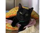 Zora, Domestic Shorthair For Adoption In Battle Creek, Michigan