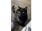 Venus, Domestic Shorthair For Adoption In Corona, California