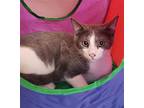 Simba - Adopted, Domestic Shorthair For Adoption In Frederick, Maryland
