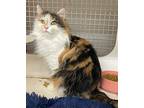 Misty - At Petco In Germantown, Domestic Longhair For Adoption In Frederick