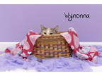 Wynonna, Domestic Shorthair For Adoption In Pekin, Illinois
