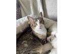 Stuart, Domestic Shorthair For Adoption In Great Falls, Montana