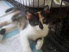 Lollipop, Domestic Mediumhair For Adoption In Bristol, Florida