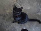 Wally, Domestic Shorthair For Adoption In Bristol, Florida