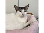 Audrey, Domestic Shorthair For Adoption In Battle Creek, Michigan