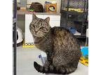 Tipper, Domestic Shorthair For Adoption In Battle Creek, Michigan