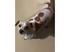 Louie, Jack Russell Terrier For Adoption In Corona, California