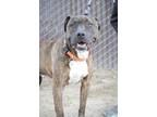 Boss, American Pit Bull Terrier For Adoption In Sanger, California