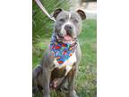 Professor, American Pit Bull Terrier For Adoption In Sanger, California