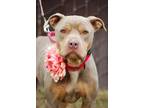 Candy, American Pit Bull Terrier For Adoption In Sanger, California