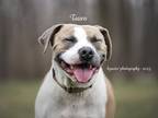 Tauro, American Staffordshire Terrier For Adoption In Pekin, Illinois