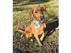 Tucker, Labrador Retriever For Adoption In Tampa, Florida