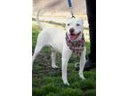 Rosco, American Pit Bull Terrier For Adoption In Sanger, California