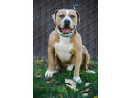 Albert, American Pit Bull Terrier For Adoption In Sanger, California