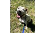 Moodonna, American Pit Bull Terrier For Adoption In Pekin, Illinois