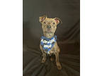 Gage, American Pit Bull Terrier For Adoption In Sanger, California