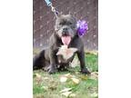 Drama, American Pit Bull Terrier For Adoption In Sanger, California