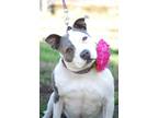 Kimber, American Staffordshire Terrier For Adoption In Sanger, California