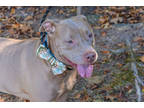 Raza, American Pit Bull Terrier For Adoption In Irmo, South Carolina