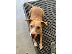 Maple, Labrador Retriever For Adoption In Hollister, California