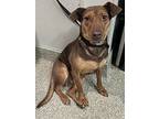 Manchester Terrier For Adoption In Pomona, California