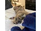 Bonita, American Pit Bull Terrier For Adoption In Pomona, California
