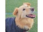 Joongbak, Golden Retriever For Adoption In Calgary, Alberta