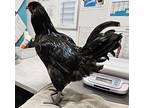Mr. Peacock, Chicken For Adoption In Escondido, California